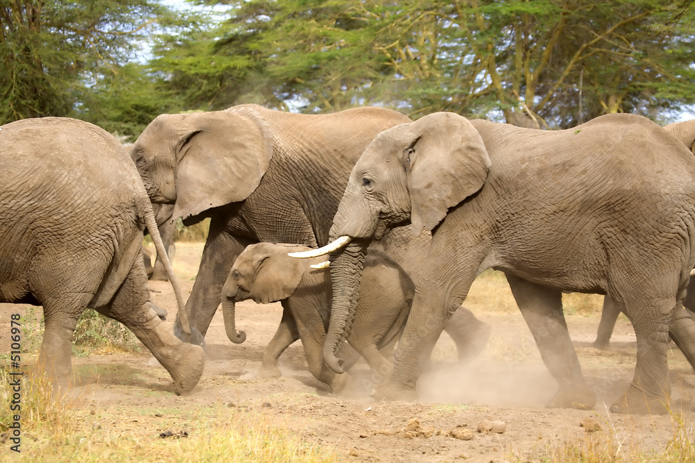 Fototapeta premium Elephants