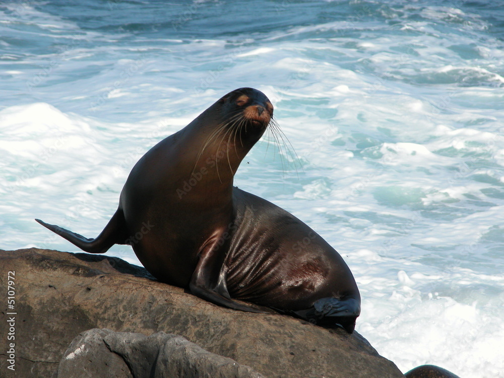 Obraz premium Seal on rock