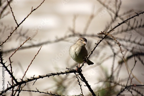 oiseaux 