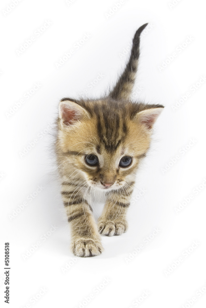 Fototapeta premium Kitten