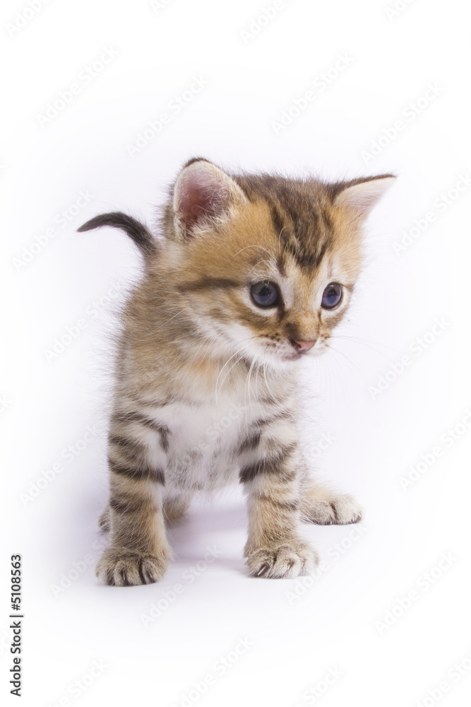 Kitten Kitten