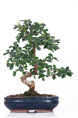 Acrylglasbilder Bonsai Bonsai mit dichter grüner Krone  © Photobeps