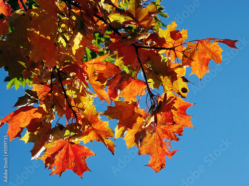 Autumn foliage on a background of the sky
