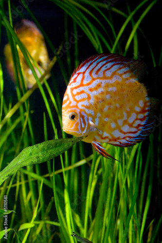 aquarium d'eau douce photo