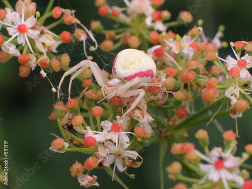 Araignée camouflée sur une fleur