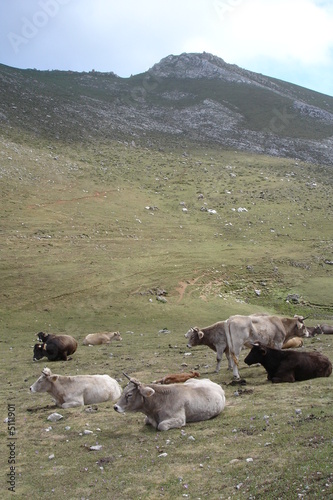 Troupeaux de vaches dans les Pics d Europe  Cantabrie 