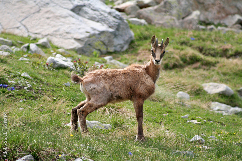 Obraz premium Jeune chamois