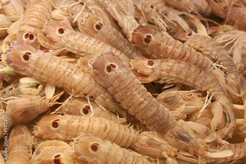 Mantis shrimps