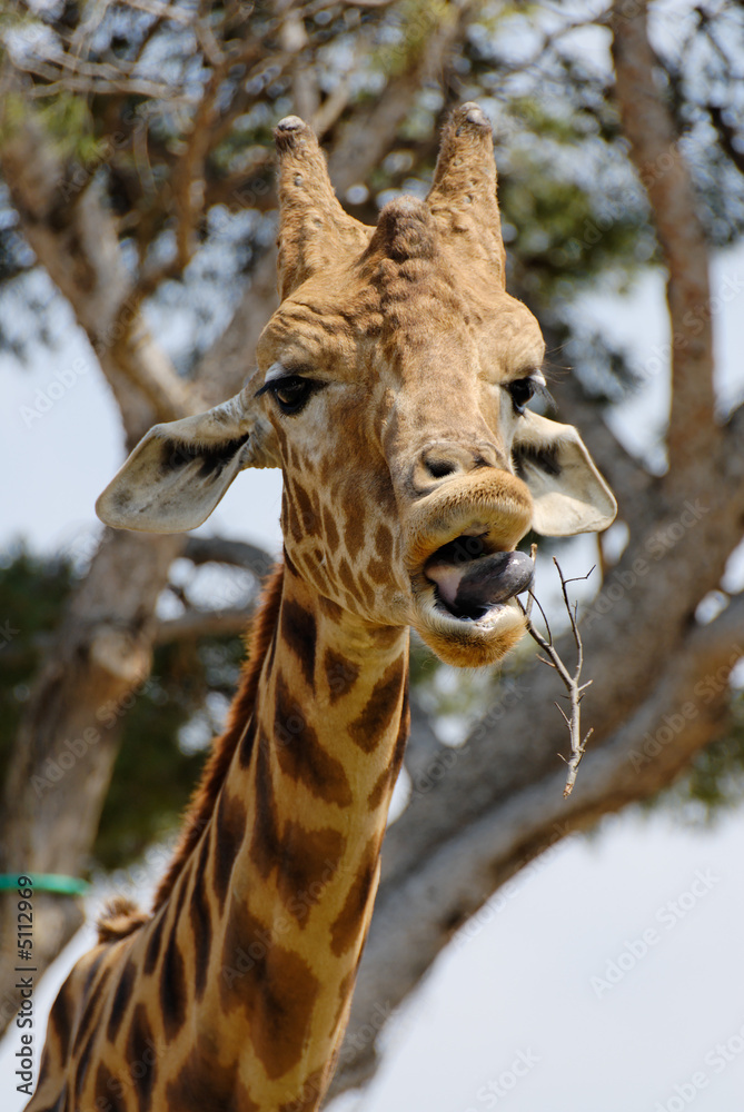 Fototapeta premium Girafe