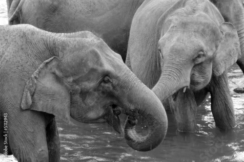 Photography elephants 1