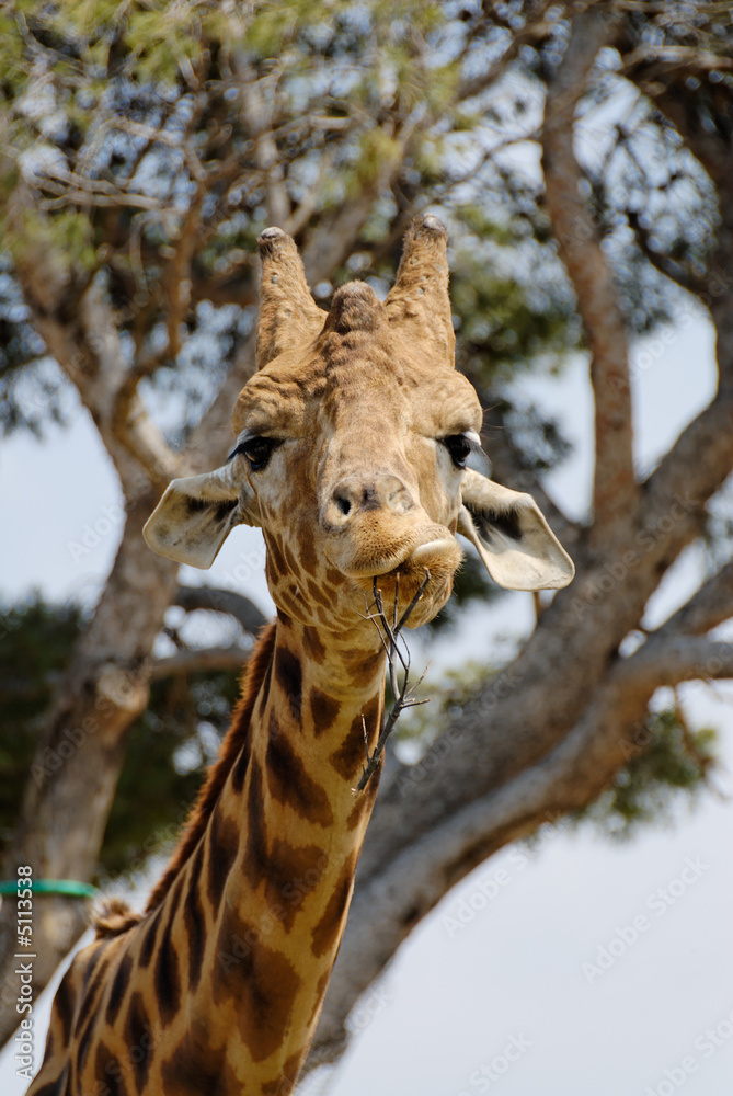Obraz premium Girafe