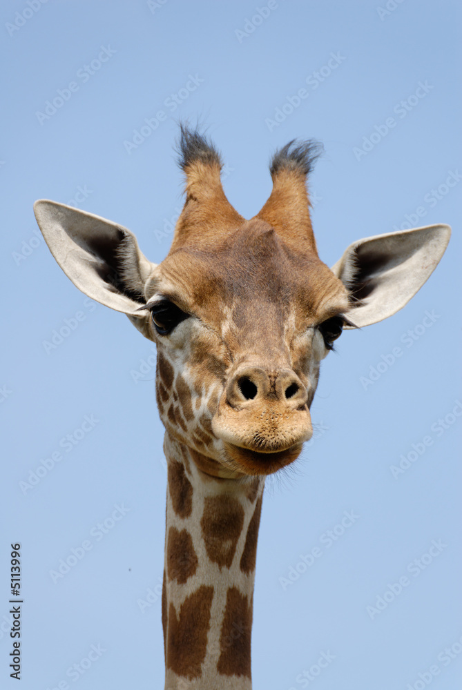 Girafe