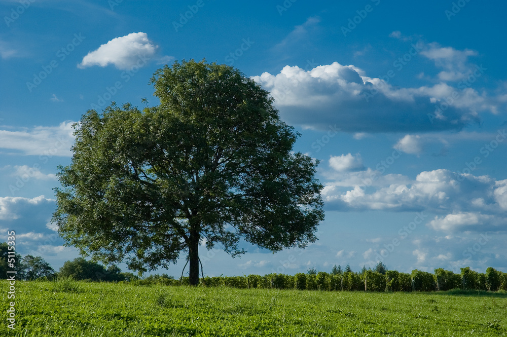 Fototapeta premium arbre solitaire