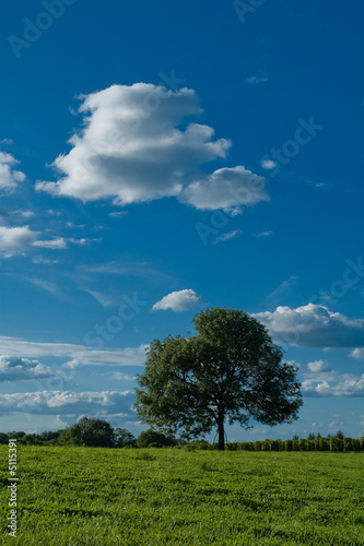 arbre solitaire