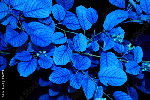 Blue folies