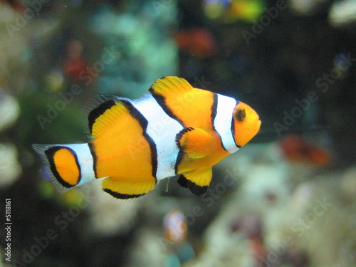Obraz na płótnie nemo