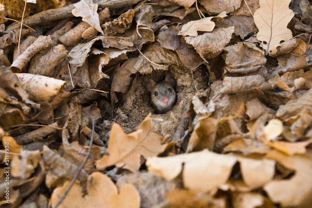 Little curious mouse peeping out of its hole scrutinizing Little curious mouse peeping out of its hole scrutinizing