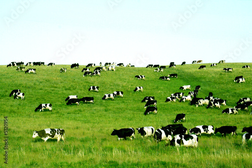 Cows