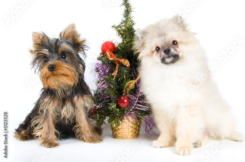 Puppies meets New year in studio photo