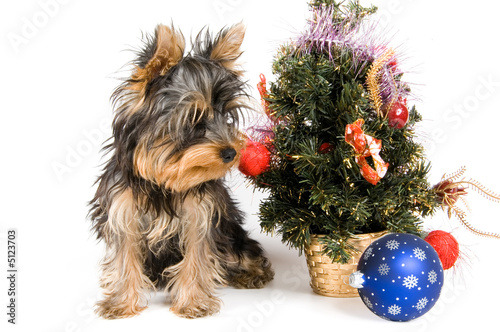 The puppy meets New Year in studio photo