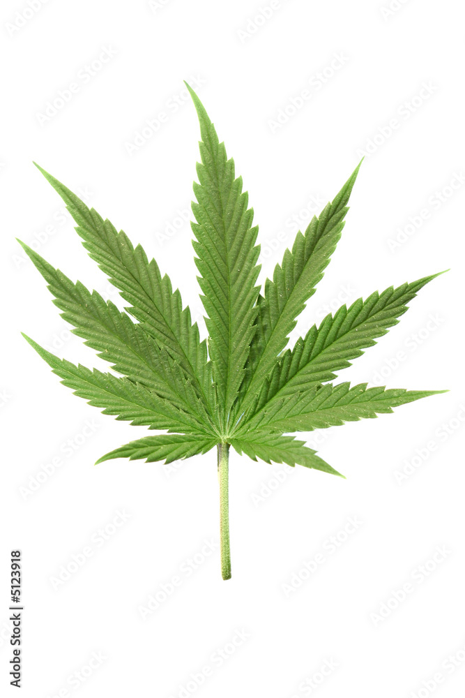 cannabis cannabis