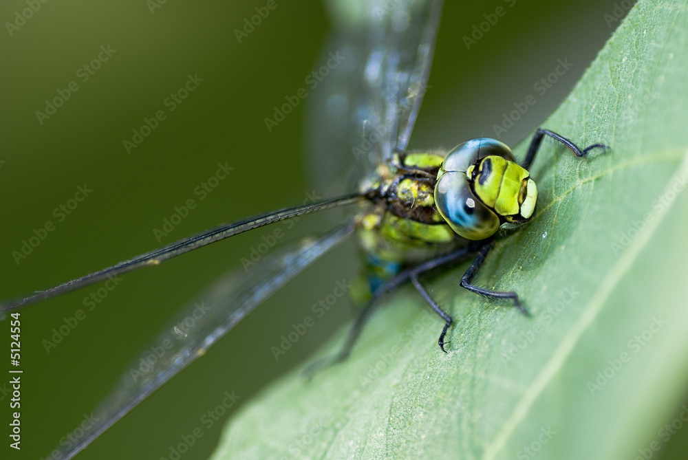 Libelle Libelle