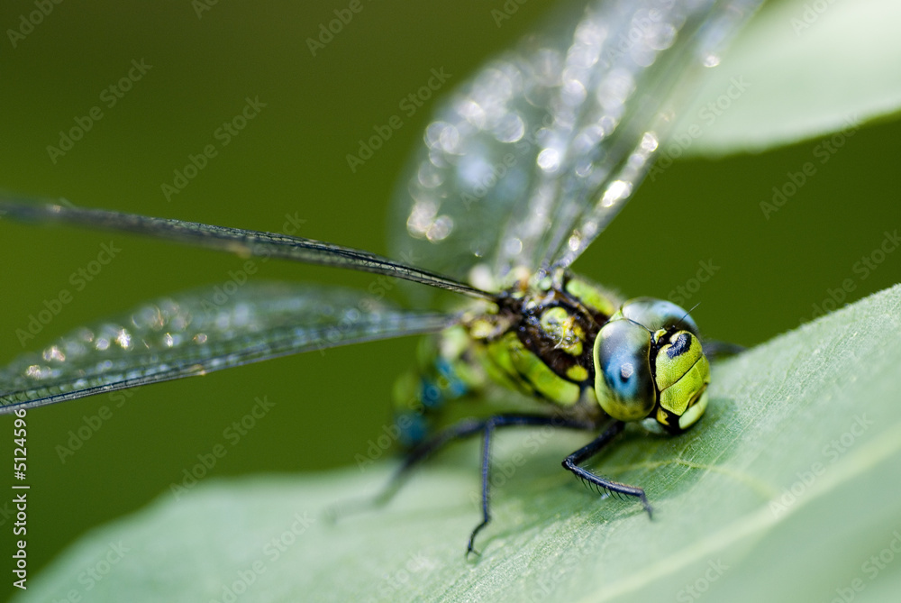 Libelle Libelle