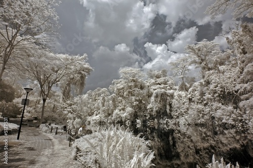 Infrared photo – tree, rock and lake in the parks 