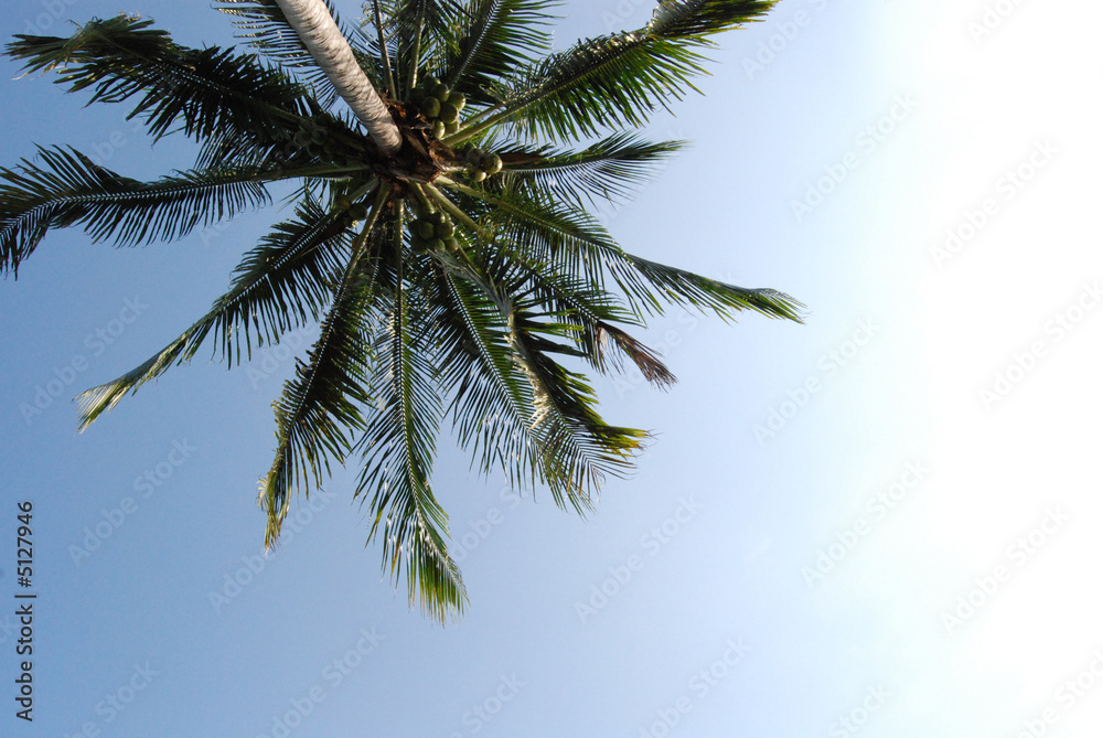 Palm Tree In Blue Sky