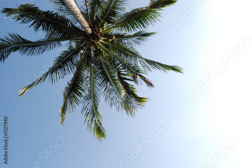 Palm Tree In Blue Sky