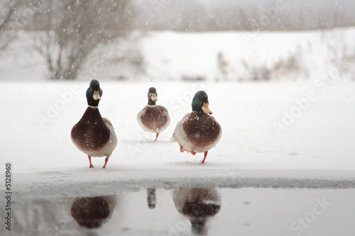 Ducks run to the water