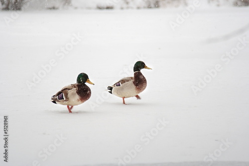 Ducks are running on the snow
