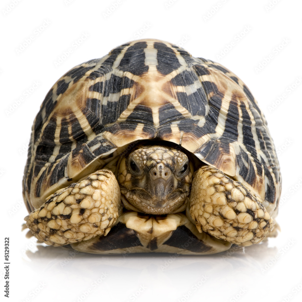 Indian Starred Tortoise - Geochelone elegans Indian Starred Tortoise - Geochelone elegans