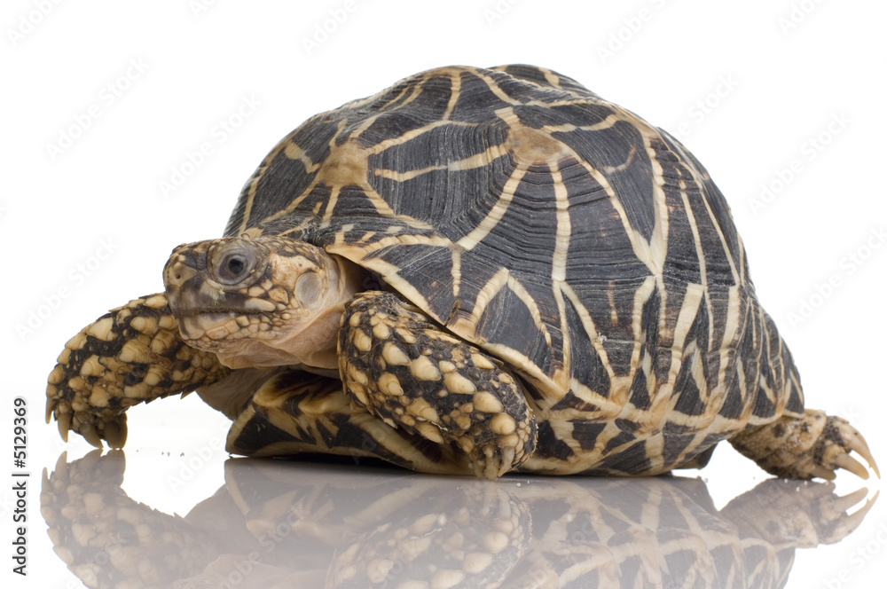 Naklejka premium Indian Starred Tortoise - Geochelone elegans