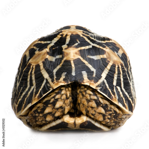 Indian Starred Tortoise - Geochelone elegans photo