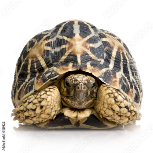 Indian Starred Tortoise - Geochelone elegans