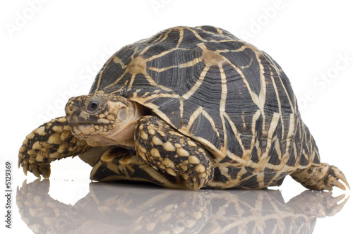 Indian Starred Tortoise - Geochelone elegans