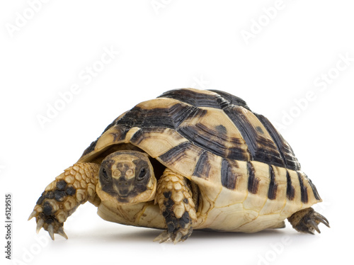 Herman's Tortoise - Testudo hermanni photo