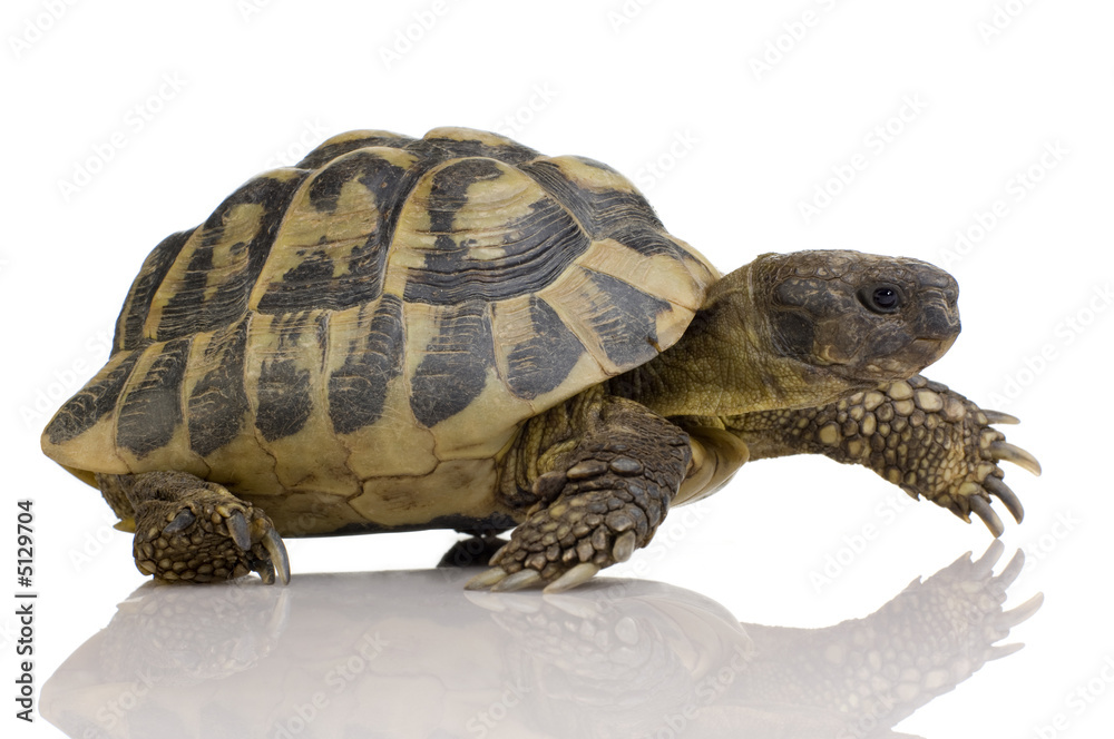Fototapeta premium Herman's Tortoise - Testudo hermanni