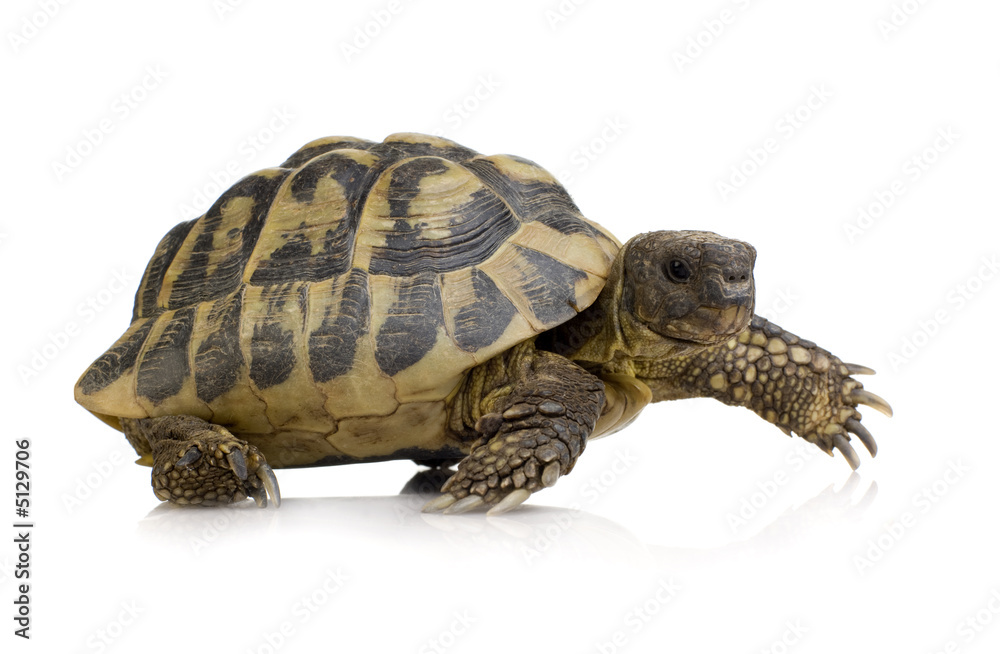 Fototapeta premium Herman's Tortoise - Testudo hermanni