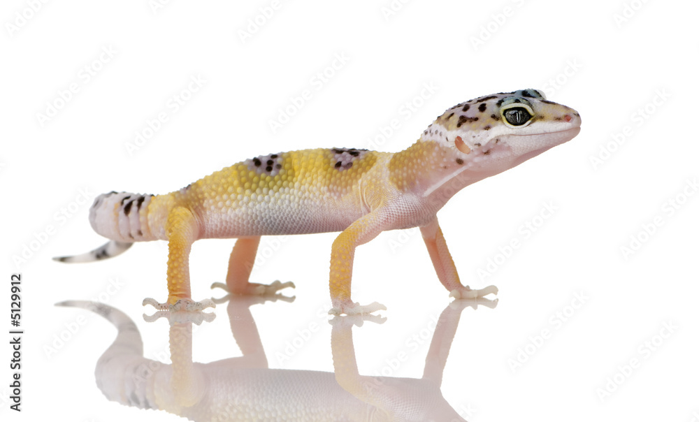 Young Leopard gecko - Eublepharis macularius Young Leopard gecko - Eublepharis macularius