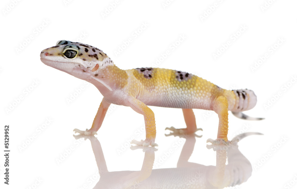 Naklejka premium Young Leopard gecko - Eublepharis macularius