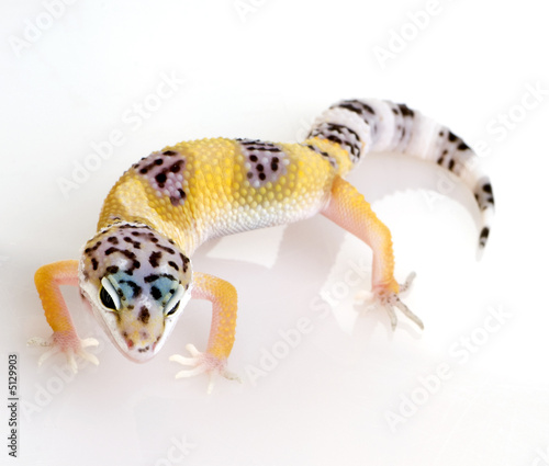 Young Leopard gecko - Eublepharis macularius