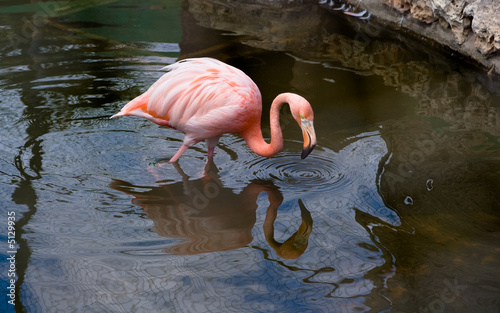 flamingo photo