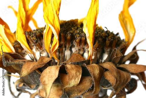 Εκτύπωση καμβά sun flower 2