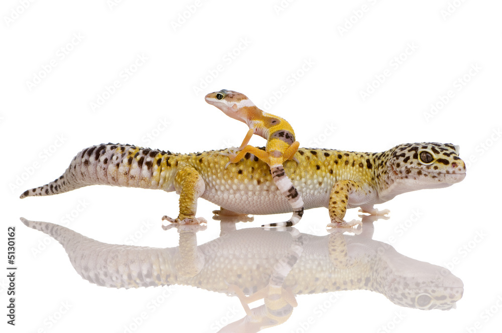 Naklejka premium Leopard gecko - Eublepharis macularius