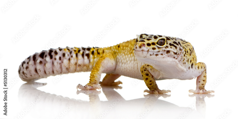 Naklejka premium Leopard gecko - Eublepharis macularius