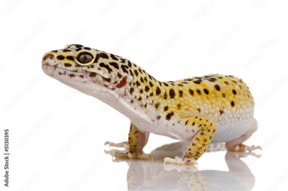 Leopard gecko - Eublepharis macularius Leopard gecko - Eublepharis macularius