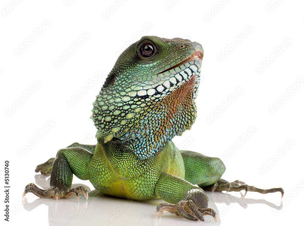 Obraz premium Indian Water Dragon - Physignathus cocincinus