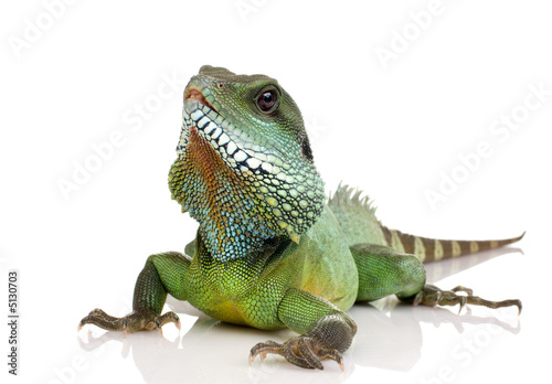 Indian Water Dragon - Physignathus cocincinus